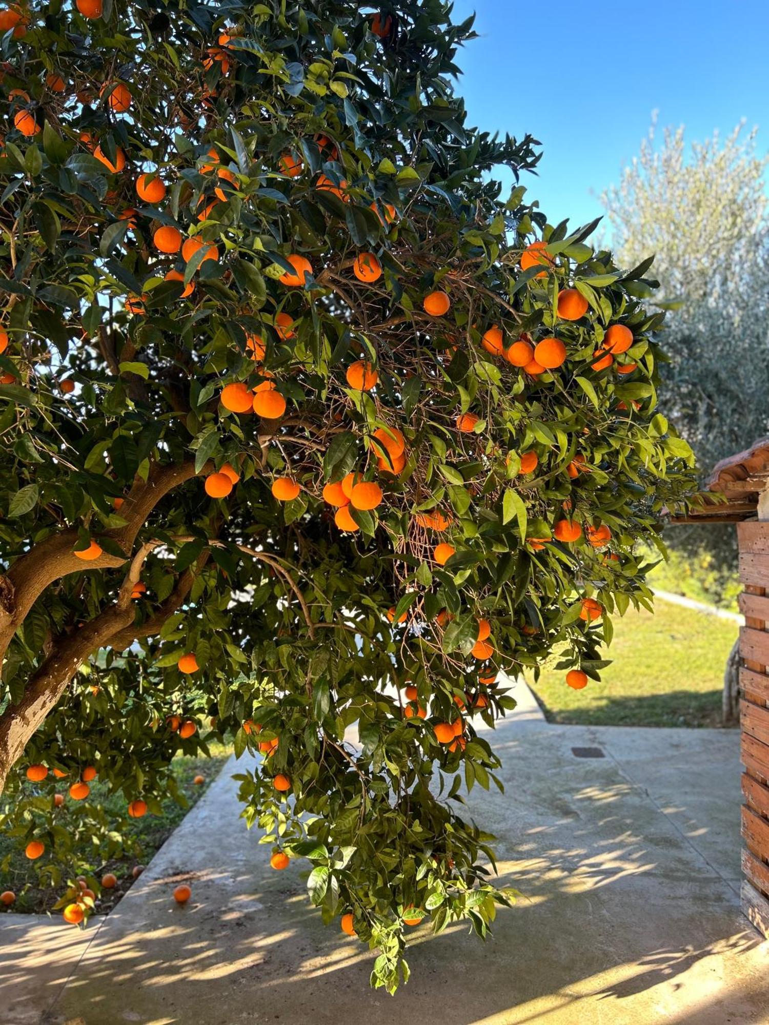 The Orange Garden Apartment Nauplion Exterior foto